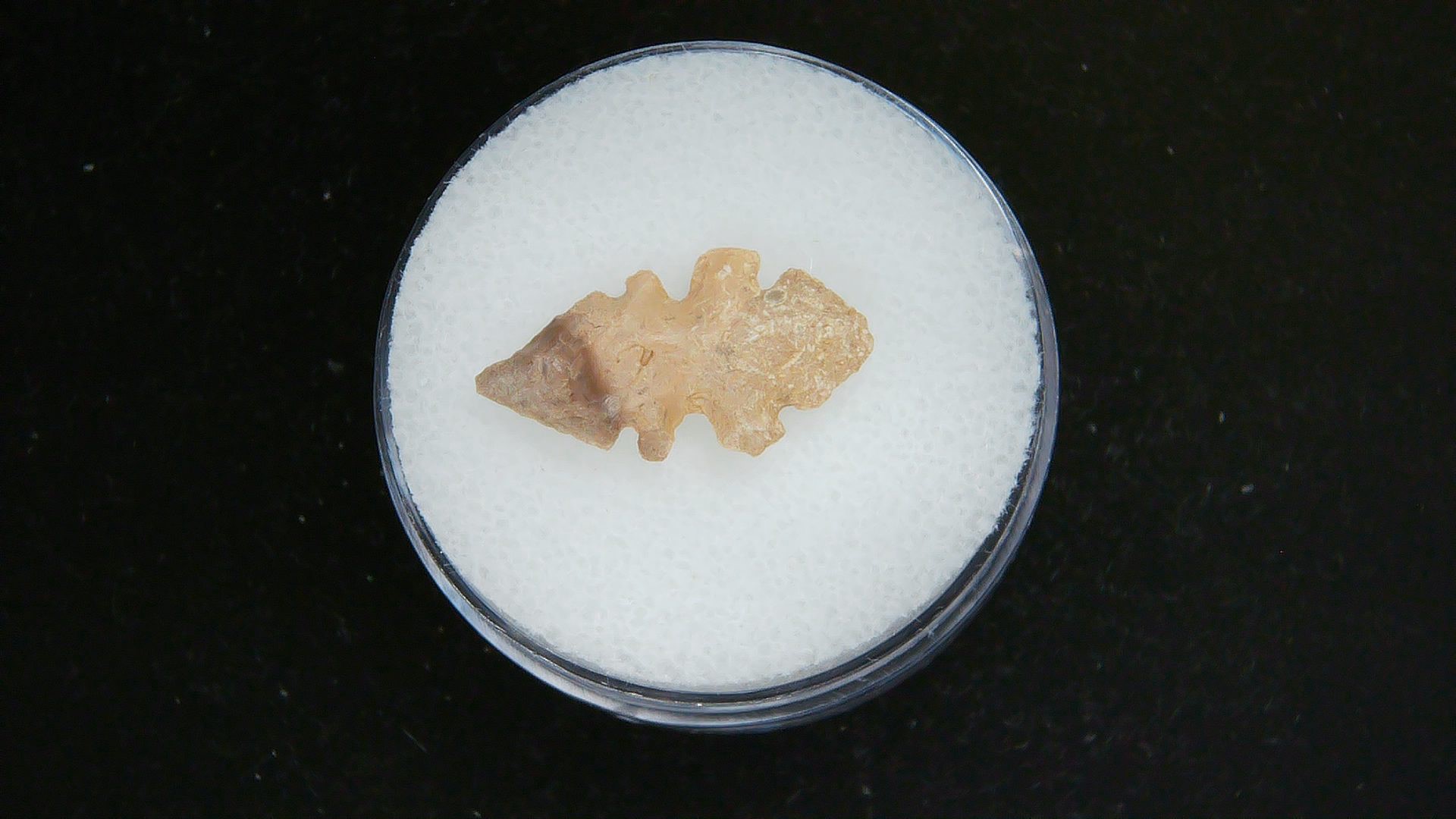 Morocco Sahara Desert Mesolithic Serrated Point 44a | Fossils for Sale Genuine Morocco Sahara Desert Mesolithic Serrated Base Point For Sale #44a