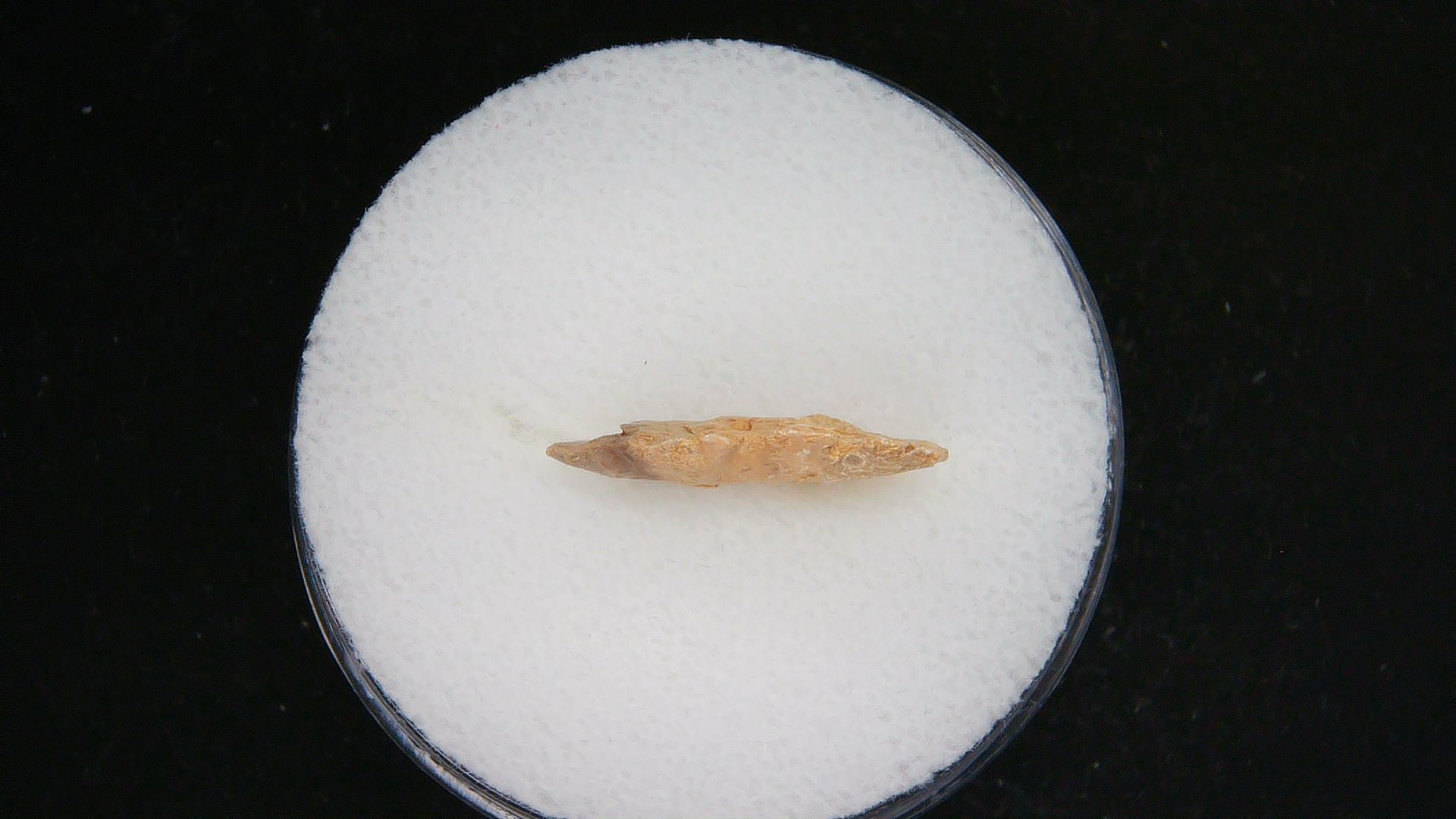 Morocco Sahara Desert Mesolithic Serrated Point 44b | Fossils for Sale Genuine Morocco Sahara Desert Mesolithic Serrated Base Point For Sale #44b