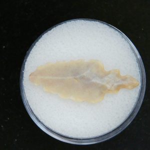 Mesolithic Straight Stemmed Point #48
