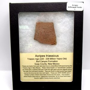 Genuine Triassic Age Acripes triassicus Arthropod Tracks Fossil For Sale from New Mexico #1