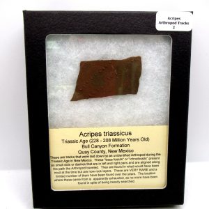 Genuine Triassic Age Acripes triassicus Arthropod Tracks Fossil For Sale from New Mexico #2