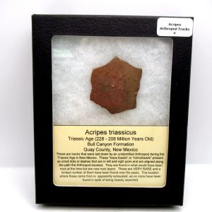 Genuine Triassic Age Acripes triassicus Arthropod Tracks Fossil For Sale from New Mexico #4