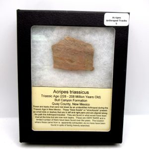 Genuine Triassic Age Acripes triassicus Arthropod Tracks Fossil For Sale from New Mexico #5