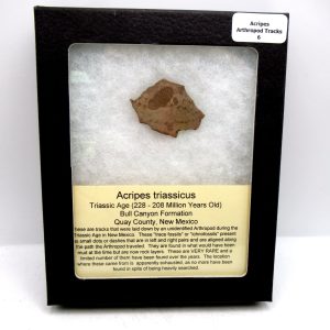 Genuine Triassic Age Acripes triassicus Arthropod Tracks Fossil For Sale from New Mexico #6