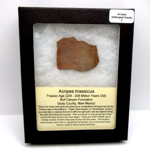 Genuine Triassic Age Acripes triassicus Arthropod Tracks Fossil For Sale from New Mexico #7
