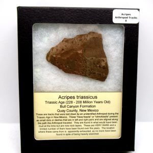 Genuine Triassic Age Acripes triassicus Arthropod Tracks Fossil For Sale from New Mexico #8