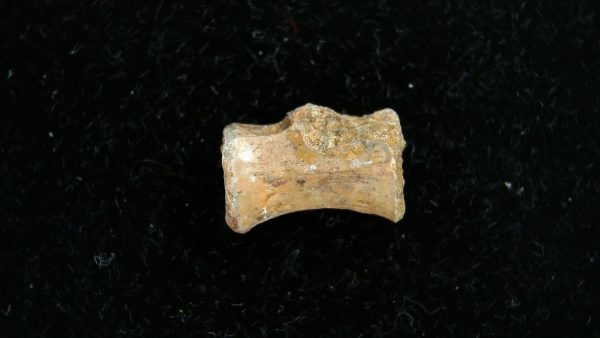 Dimetrodon Synapsid Vertebra #1 - Image 2