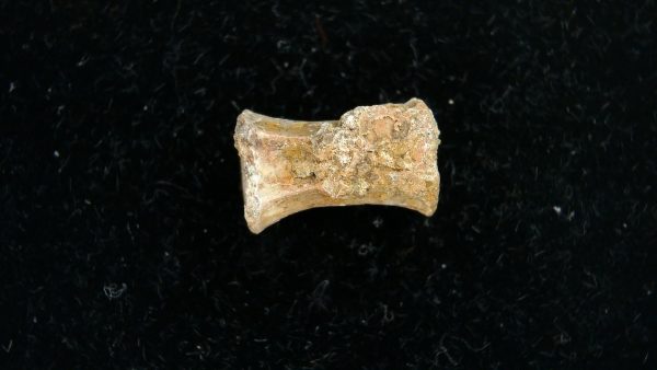 Dimetrodon Synapsid Vertebra #1 - Image 5