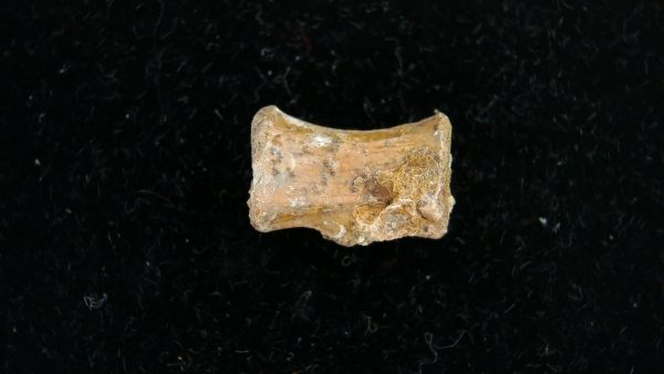 Dimetrodon Synapsid Vertebra #1 - Image 4