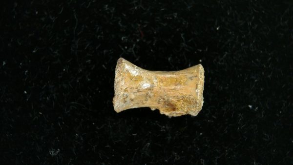 Dimetrodon Synapsid Vertebra #1 - Image 3