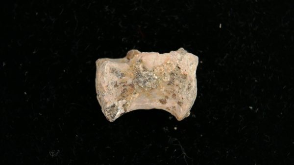 Dimetrodon Synapsid Vertebra #2 - Image 2