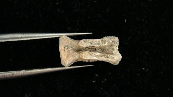 Dimetrodon Synapsid Vertebra #2 - Image 5