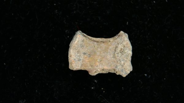 Dimetrodon Synapsid Vertebra #2 - Image 4