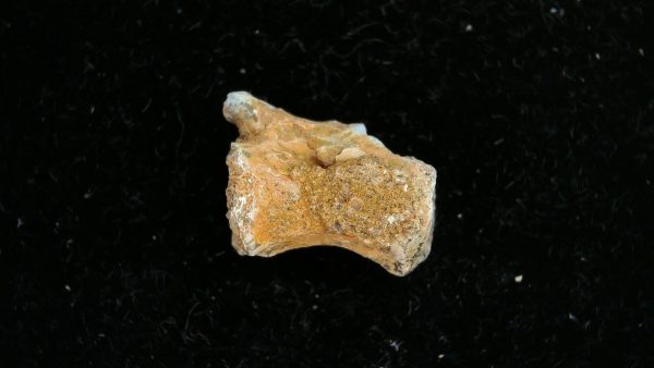 Dimetrodon Synapsid Vertebra #3 - Image 2