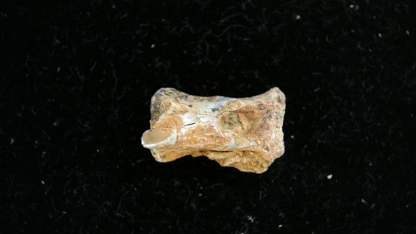Dimetrodon Synapsid Vertebra #3 - Image 5