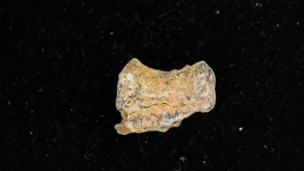 Dimetrodon Synapsid Vertebra #3 - Image 4
