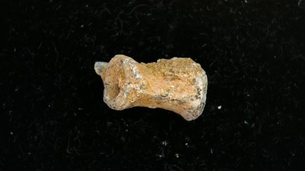 Dimetrodon Synapsid Vertebra #3 - Image 3
