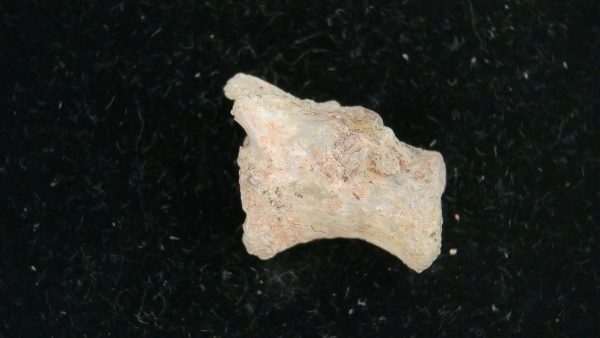 Dimetrodon Synapsid Vertebra #5 - Image 2