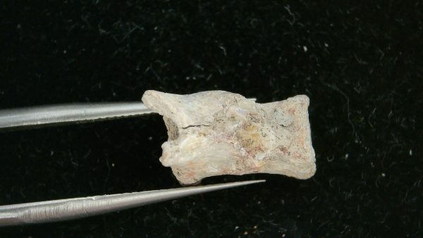 Dimetrodon Synapsid Vertebra #5 - Image 5
