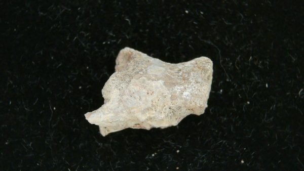 Dimetrodon Synapsid Vertebra #5 - Image 4