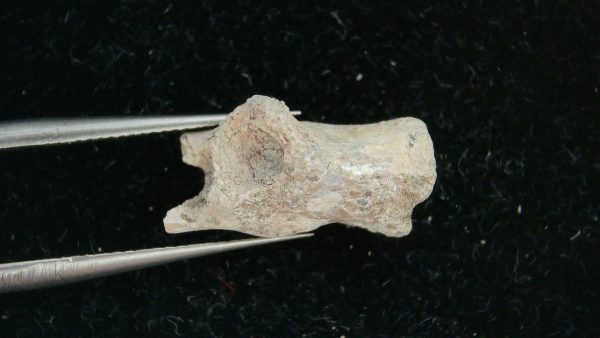 Dimetrodon Synapsid Vertebra #5 - Image 3