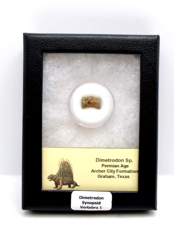 Dimetrodon Synapsid Vertebra #1