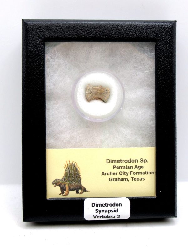 Dimetrodon Synapsid Vertebra #2