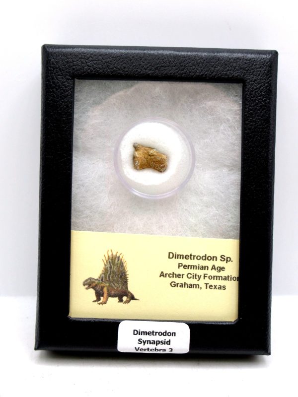 Dimetrodon Synapsid Vertebra #3