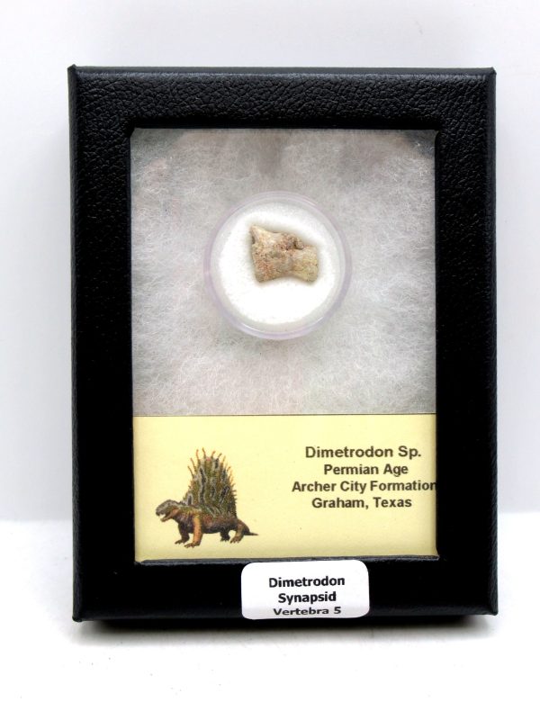 Dimetrodon Synapsid Vertebra #5