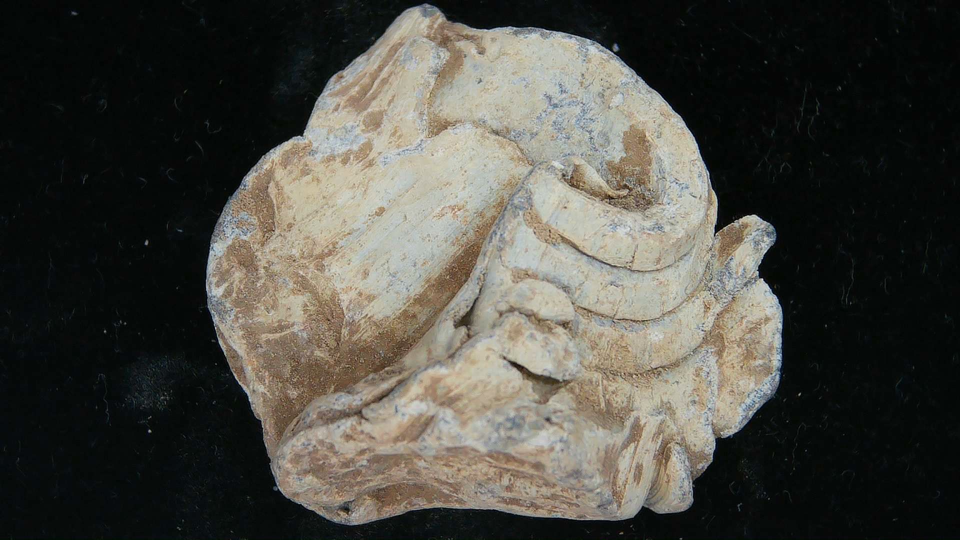 Genuine Cretaceous Age Raptor Dinosaur Tooth Fossils For Sale From Morocco #53