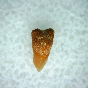 Cetorhinus Extinct Shark Tooth Fossil for Sale 30
