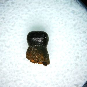 Brachychampsa Alligatoroid Tooth #11