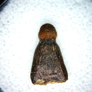 Brachychampsa Alligatoroid Tooth #12