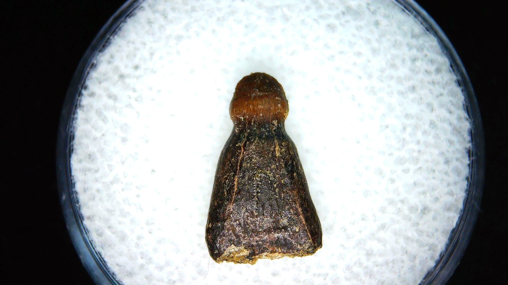 montana cretaceous age brachychampsa alligatoroid tooth 12 | Fossils for Sale Genuine Cretaceous Age Brachychampsa Alligatoroid Tooth Fossil For Sale from Montana #12