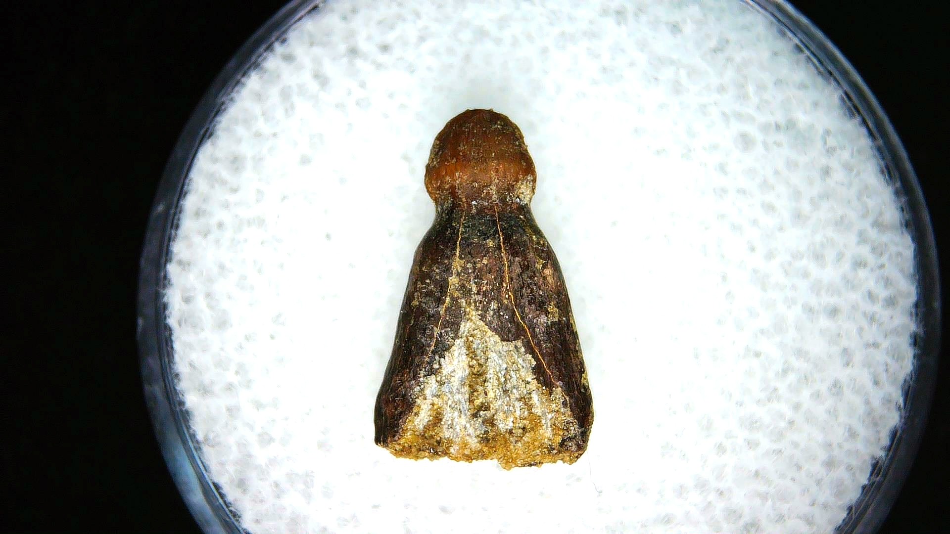 montana cretaceous age brachychampsa alligatoroid tooth 12a | Fossils for Sale Genuine Cretaceous Age Brachychampsa Alligatoroid Tooth Fossil For Sale from Montana #12a