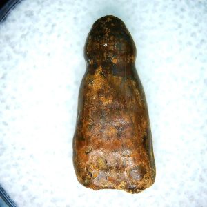 Brachychampsa Alligatoroid Tooth #13