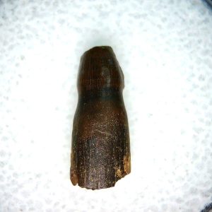Brachychampsa Alligatoroid Tooth #14