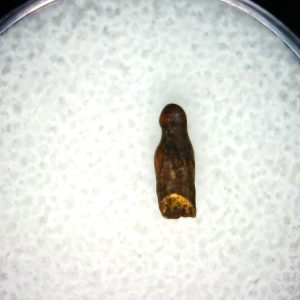 Brachychampsa Alligatoroid Tooth #16