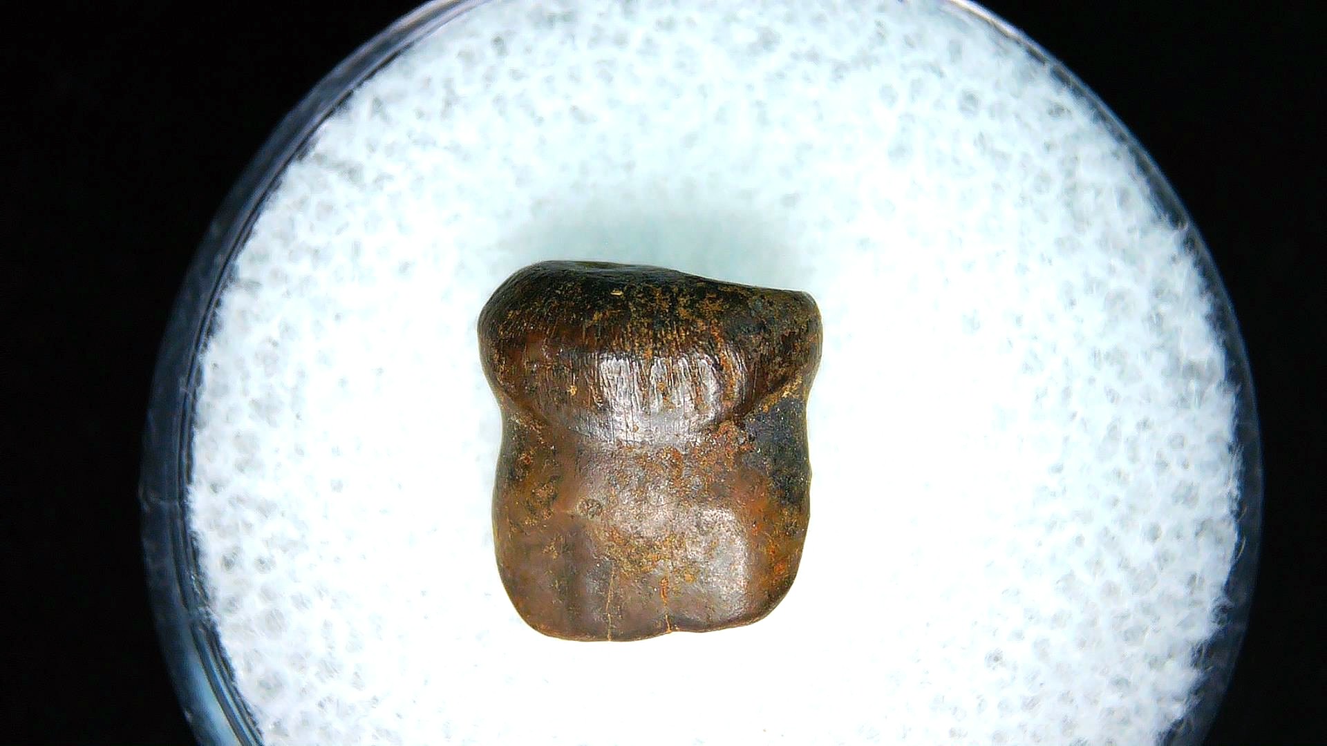 montana cretaceous age brachychampsa alligatoroid tooth 17 | Fossils for Sale Genuine Cretaceous Age Brachychampsa Alligatoroid Tooth Fossil For Sale from Montana #17