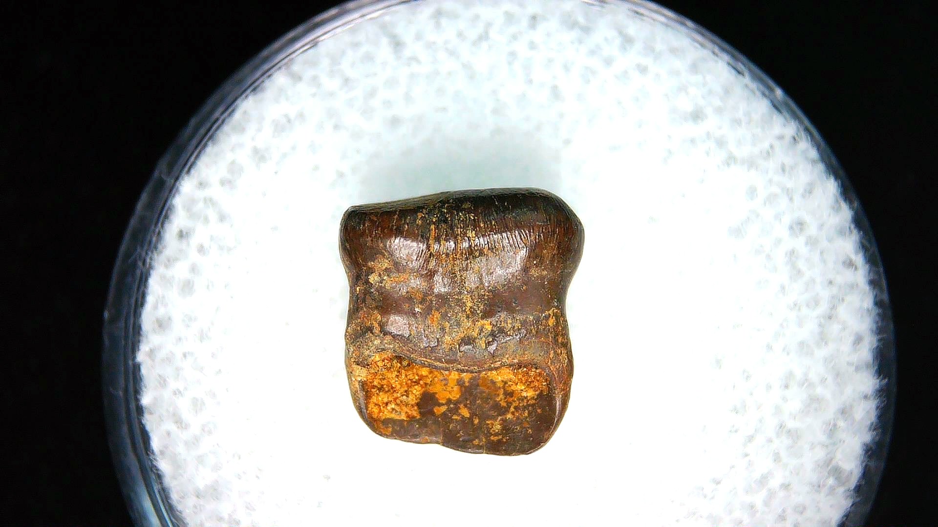 montana cretaceous age brachychampsa alligatoroid tooth 17a | Fossils for Sale Genuine Cretaceous Age Brachychampsa Alligatoroid Tooth Fossil For Sale from Montana #17a