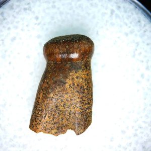 Brachychampsa Alligatoroid Tooth #18