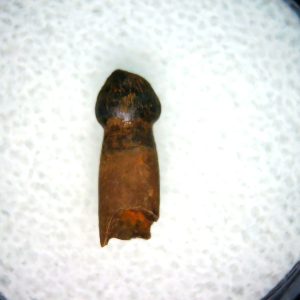 Brachychampsa Alligatoroid Tooth #20
