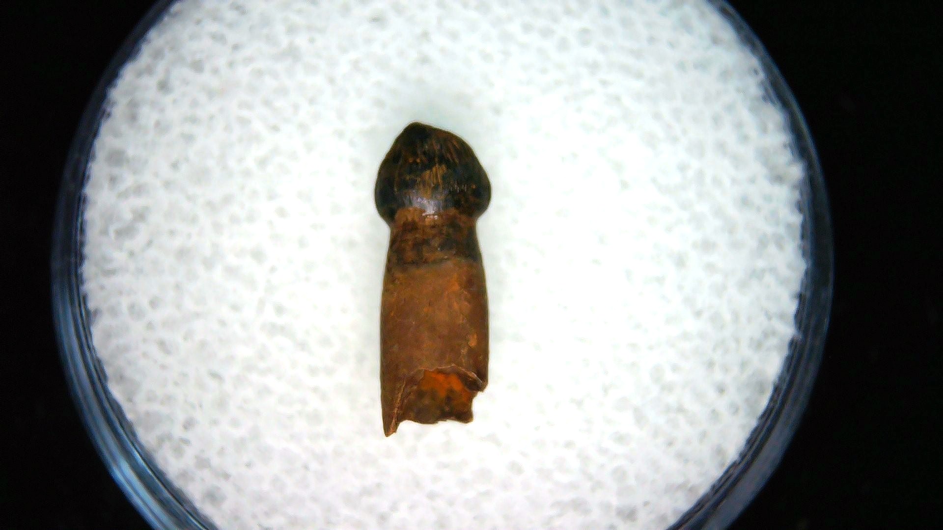 montana cretaceous age brachychampsa alligatoroid tooth 20 | Fossils for Sale Genuine Cretaceous Age Brachychampsa Alligatoroid Tooth Fossil For Sale from Montana #20