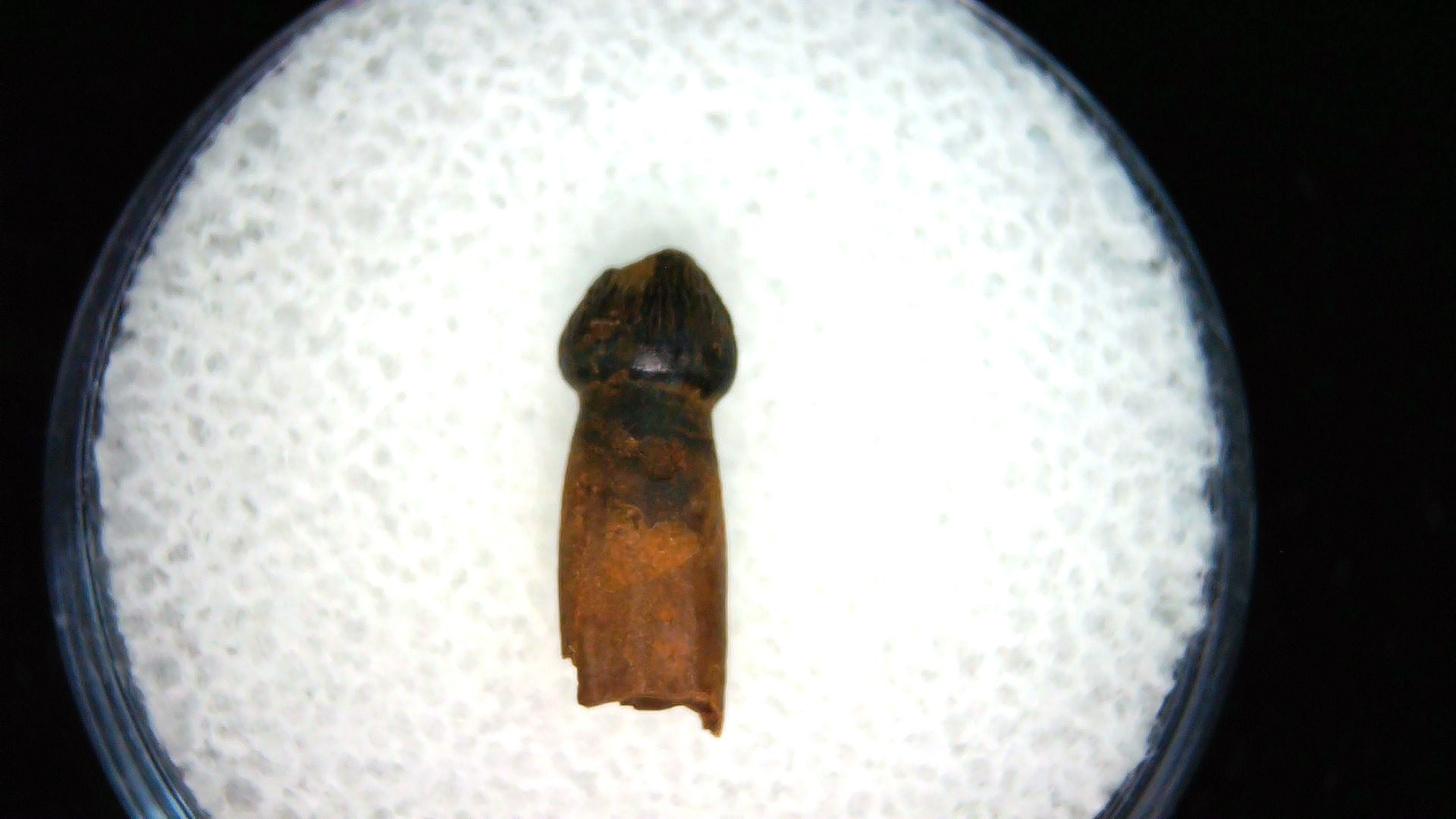 montana cretaceous age brachychampsa alligatoroid tooth 20a | Fossils for Sale Genuine Cretaceous Age Brachychampsa Alligatoroid Tooth Fossil For Sale from Montana #20a