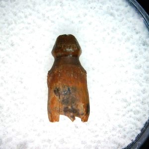 Brachychampsa Alligatoroid Tooth #21