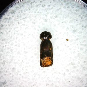 Brachychampsa Alligatoroid Tooth #22