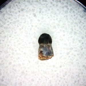 Brachychampsa Alligatoroid Tooth #23