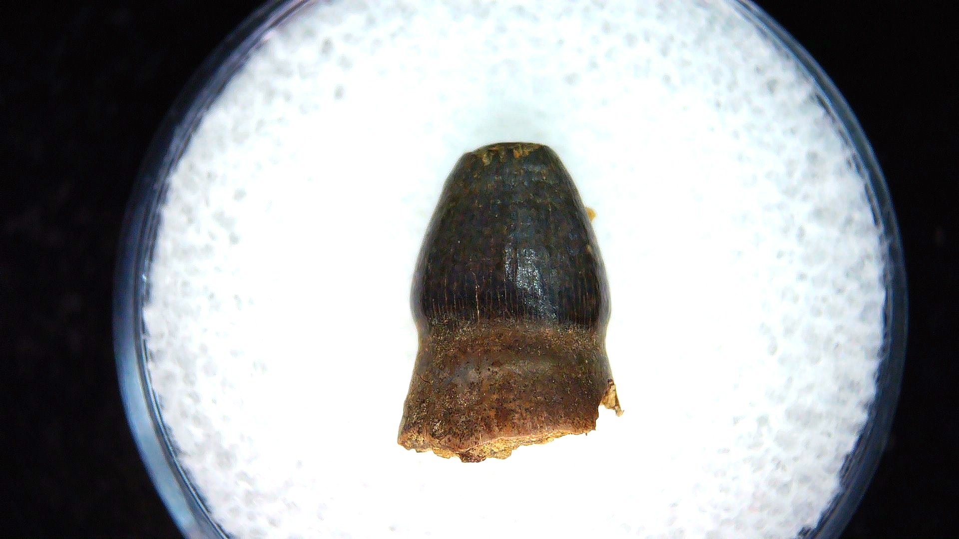 montana cretaceous age brachychampsa alligatoroid tooth 24 | Fossils for Sale Genuine Cretaceous Age Brachychampsa Alligatoroid Tooth Fossil For Sale from Montana #24