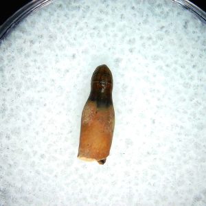 Brachychampsa Alligatoroid Tooth #26
