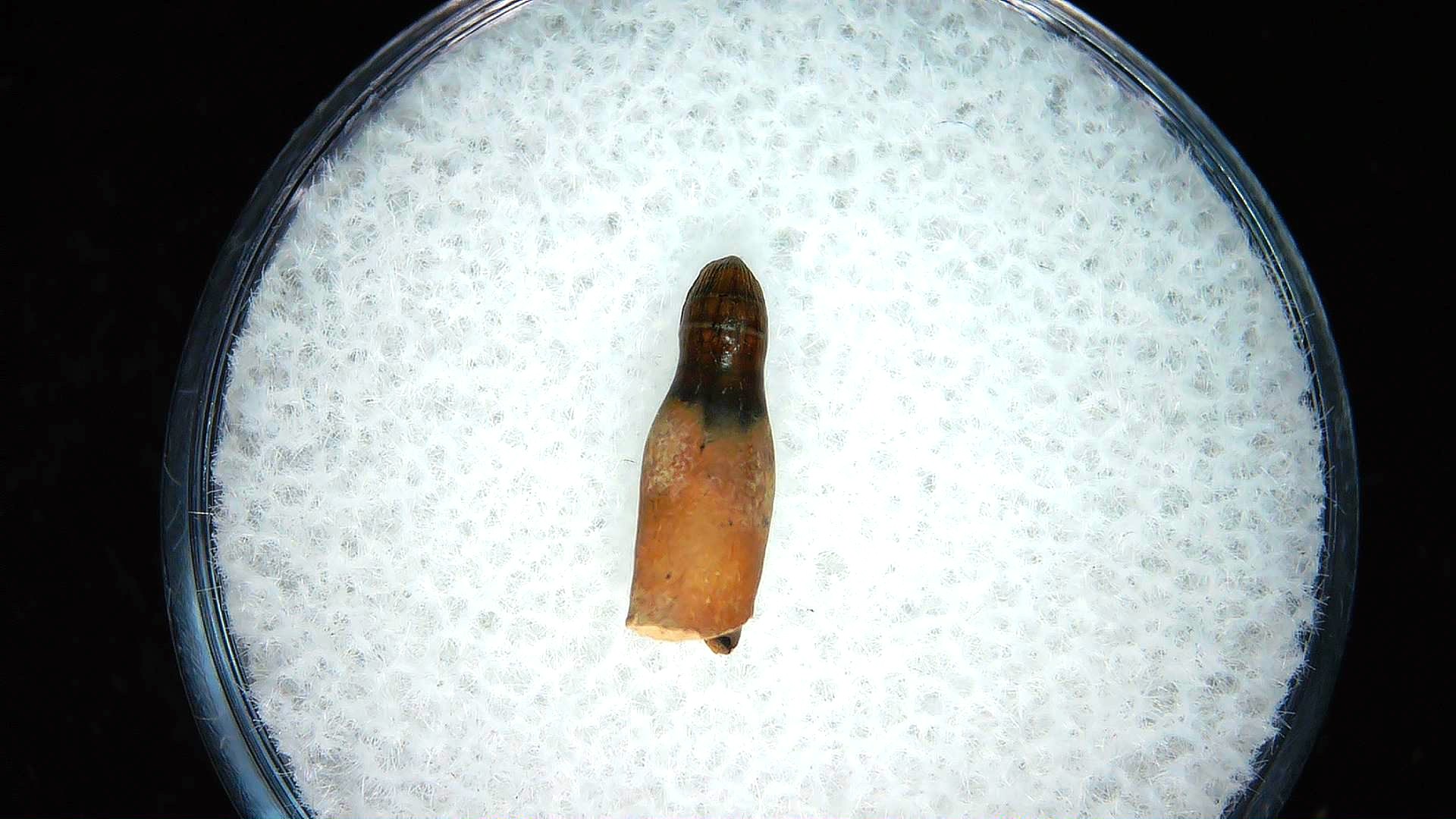 montana cretaceous age brachychampsa alligatoroid tooth 26 | Fossils for Sale Genuine Cretaceous Age Brachychampsa Alligatoroid Tooth Fossil For Sale from Montana #26